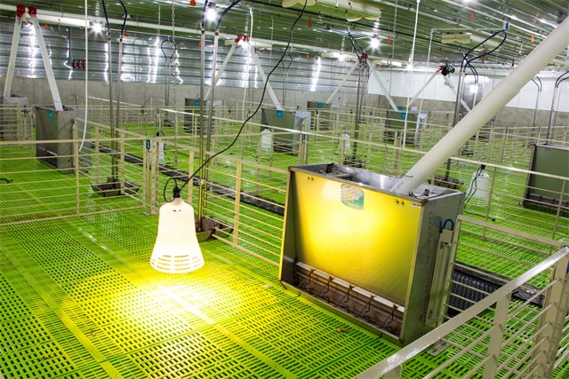 Swine Nursery, photo 6 of 14