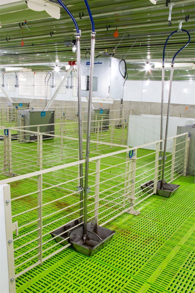Swine Nursery, photo 9 of 14