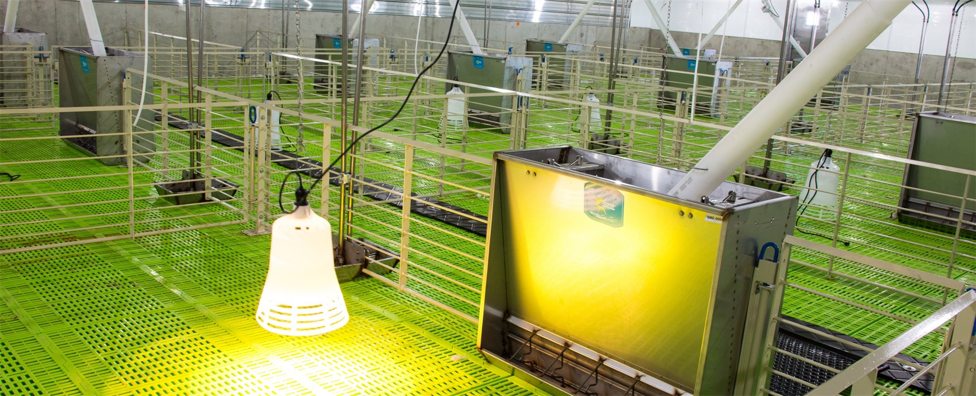 Swine nursery interior